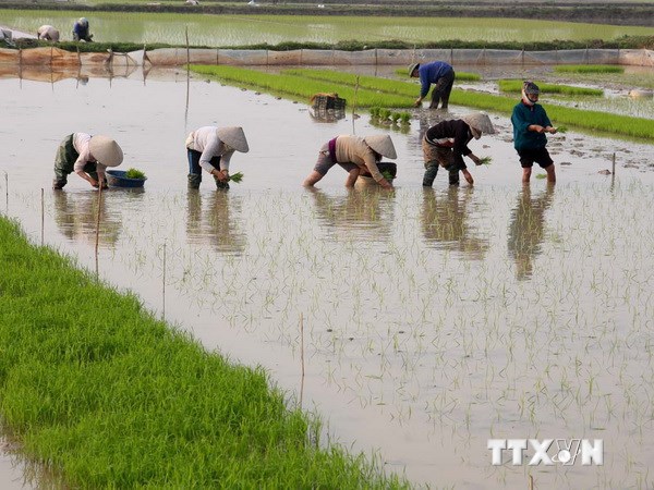 ពង្រីករូបសណ្ឋានវាលស្រែធំគំរូ